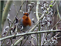 H4772 : Robin in full song, Cranny by Kenneth  Allen