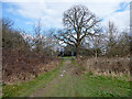 Path, Rathlin Road Meadow, Pond and Wood, Crawley