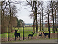 Metal Deer Fence, Dalziel Park Hotel