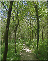 Leicestershire Round path at The Belt, Markfield