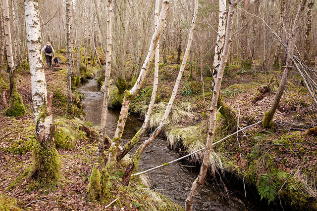 Path by An Garbh-allt, Culbokie Wood