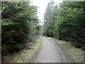 Forest path in Culloden Forest