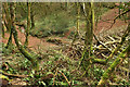 SX8762 : Fallen trees, Occombe valley by Derek Harper