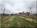 Hop trellises next to a new housing development