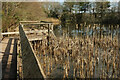 SX8669 : Magazine Pond, Decoy Country Park by Derek Harper