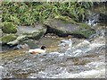 Pair of Goosanders on the River Derwent