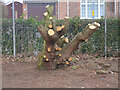 Coppiced tree on edge of Park