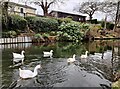SO8580 : Geese on the Staffordshire and Worcestershire Canal by Mat Fascione