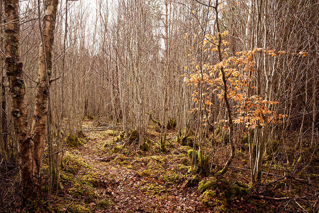 Path in Shantullich Wood