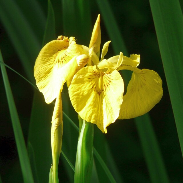 yellow-flag-gerald-england-geograph-britain-and-ireland