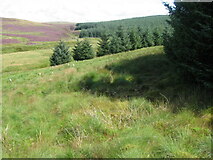 NS6816 : Edge of forest towards Crook Brae by Chris Wimbush