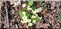 First Primroses, Lakeside