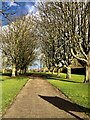 Tree lined path to the Great Linford cricket ground