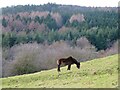 Exmoor in North Yorkshire