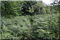 Footpath through bracken