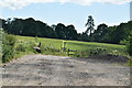 Footpath south from Chiddinglye Farm