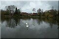 Swans on Mayfield Pond