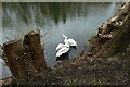 Swans on Mayfield Pond