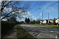 Hull Road and daffodils