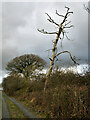 S6049 : Skeleton Tree by kevin higgins
