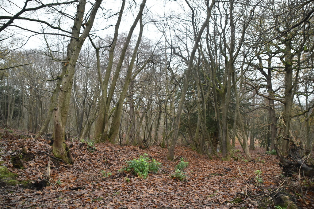 Whitehill Wood © N Chadwick :: Geograph Britain and Ireland