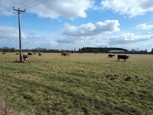 Long-horned cattle grazing near Riland Covert