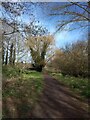 Panny Path, Ludwell Valley, Exeter by the Northbrook