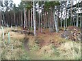 NJ0564 : Findhorn Woods by Robert Struthers