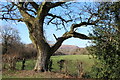 ST1180 : Tree on boundary of Radyr Golf Course by John Light