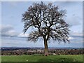 Tree next to the bridleway