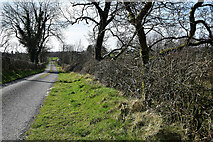 H5375 : Grass verge along Fernagh Road by Kenneth  Allen