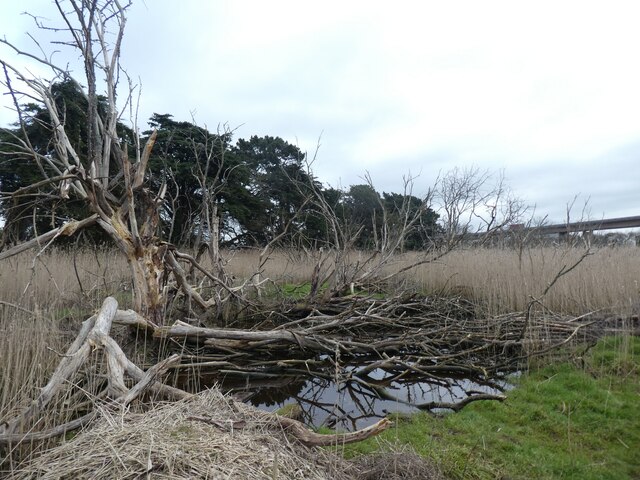 Dead tree in Old Sludge Beds Nature Reserve