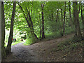 Footpath, Taddington Wood