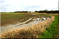 Muddy field at Great Wakering