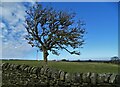 Thorn tree by High Bank Lane