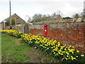 Roadside colour in Eardiston