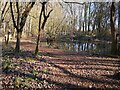 Pond in Long Spinney