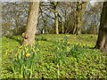 Daffodils in Micklefield Park