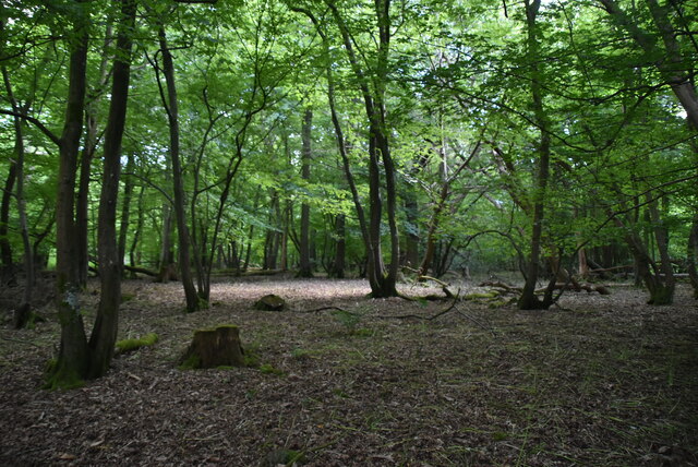 Bramble Grove © N Chadwick cc-by-sa/2.0 :: Geograph Britain and Ireland