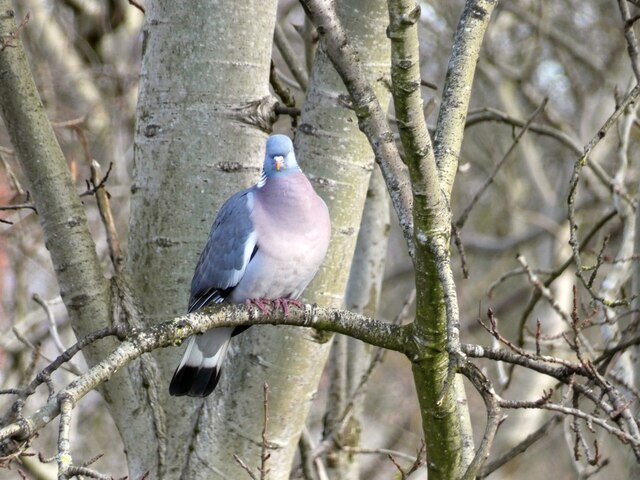 Wood pigeon at Swain's Valley