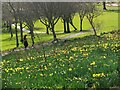NT2440 : Sign of spring, Hay Lodge Park Peebles by Jim Barton