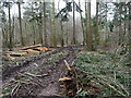 TG3130 : Forestry operations trees cleared to widen track by David Pashley