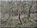 TG2932 : Pigneys Wood. area of Scrub woodland by David Pashley