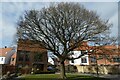 Tree in Derwenthorpe