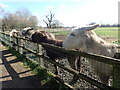 Ponies on Eltham Palace Fields