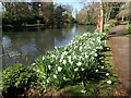 Daffodils at The Tarn