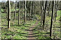 Path through copse near Mount Pleasant