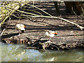 Two Egyptian Geese, Ifield Mill Pond, Crawley