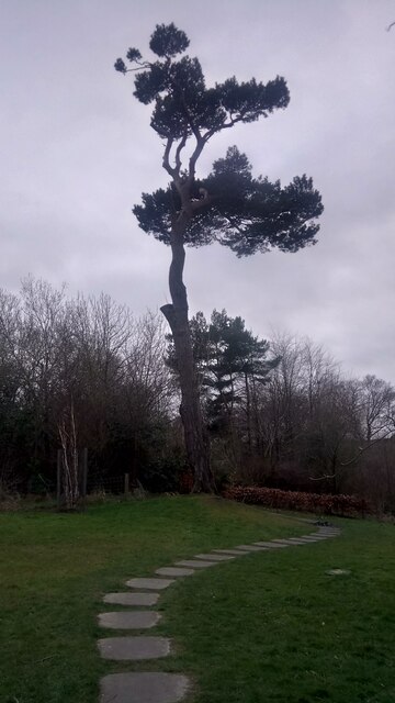 Big Tree on Footpath