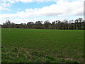 Field of winter wheat